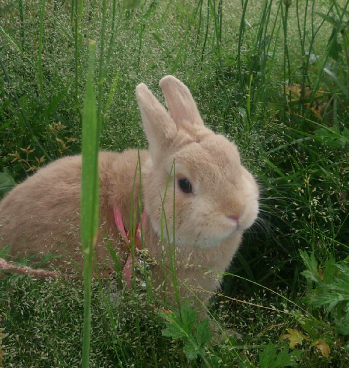 ほわちゃん