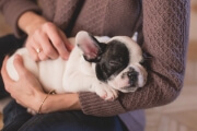 抱かれている犬