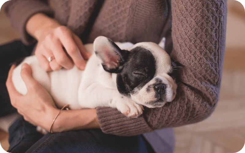 抱かれている犬